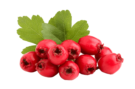 hawthorn-berry